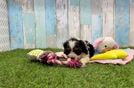 Cavapoo Puppy for Adoption