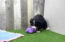 Meet Greer - our Mini Bernedoodle Puppy Video