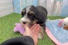 Adorable Mini Bernesepoo Poodle Mix Puppy