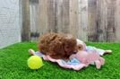 Petite Cavapoo Poodle Mix Pup