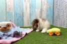 Pomeranian Pup Being Cute