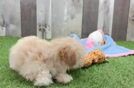 Meet Francine - our Maltipoo Puppy Video