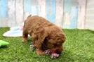 Smart Mini Goldendoodle Poodle Mix Pup