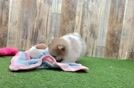 Energetic Pom Purebred Puppy