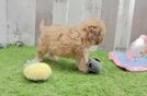 Cavapoo Pup Being Cute