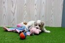 Maltipoo Puppy for Adoption
