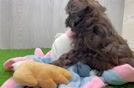 Shih Poo Puppy for Adoption