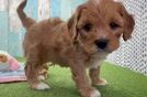Cavapoo Puppy for Adoption