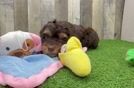 Meet Fendi - our Mini Bernedoodle Puppy Video