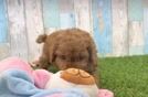 Adorable Cavalier King Charles Spaniel and Poodle Mix Poodle Mix Puppy