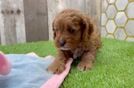 Cavapoo Puppy for Adoption