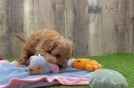 Best Cavapoo Baby