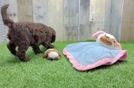 Best Cockapoo Baby