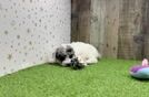 Poodle Pup Being Cute