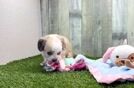Small Aussiechon Baby