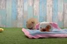 Adorable Pom Pom Purebred Puppy