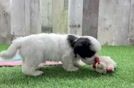 Meet Oakley - our Teddy Bear Puppy Video