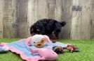 Poodle Pup Being Cute