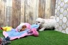 Meet Ion - our Maltipoo Puppy Video