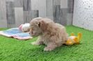 Maltipoo Puppy for Adoption