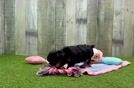 Playful Yo Yo Poo Poodle Mix Puppy