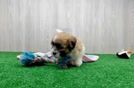 Best Teddy Bear Baby