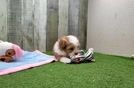 Saussie Pup Being Cute