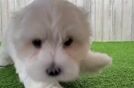 Adorable Maltese Purebred Puppy