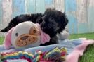 Happy Yorkie Poo Baby