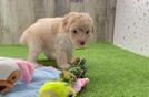 Funny Poodle Purebred Pup
