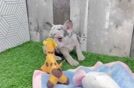 Sweet Frenchie Purebred Puppy