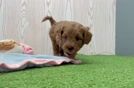Funny Mini Goldendoodle Poodle Mix Pup