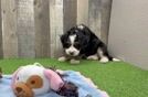 Best Mini Bernedoodle Baby