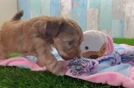 Best Yorkie Poo Baby
