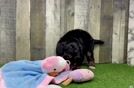 Cute Mini Bernedoodle Baby