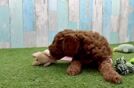Best Mini Goldendoodle Baby