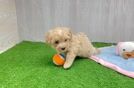 Friendly Maltipoo Baby