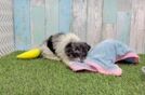 Hypoallergenic Havadoodle Poodle Mix Puppy