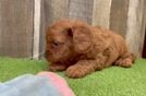 Cavapoo Puppy for Adoption