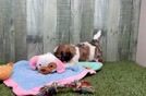 Meet Florence - our Teddy Bear Puppy Video