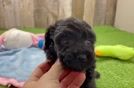 Popular Poochon Poodle Mix Pup