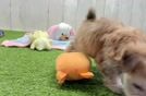 Meet Betty - our Morkie Puppy Video