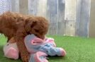 Mini Goldendoodle Pup Being Cute