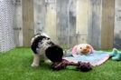 Meet Aldean - our Poodle Puppy Video