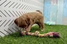 Meet Boone - our Cavapoo Puppy Video
