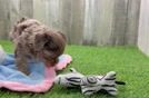 Cute Yorkie Poo Baby