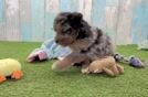 Petite Mini Pomskydoodle Poodle Mix Pup