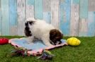 Meet Dorothy - our Havapoo Puppy Video