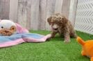 Poodle Puppy for Adoption