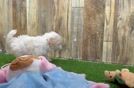 Meet Mango - our Maltipoo Puppy Video